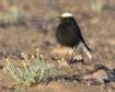 [White-crowned Wheatear]