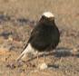 [White-crowned Wheatear]