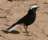 [White-crowned Wheatear]