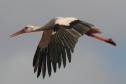 [White Stork]