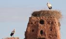 [White Stork]