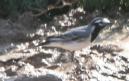 [White Wagtail]