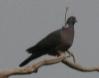 [Wood Pigeon]