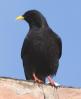 [Yellow-billed Chough]