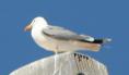 [Yellow-legged Gull]