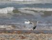 [Yellow-legged Gull]