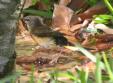 [American Redstart]