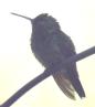 [Berylline Hummingbird]