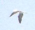 [Blue-footed Booby]