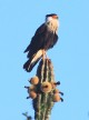 [Crested Caracara]