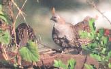 [Elegant Quail]