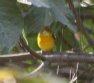 [Flame-colored Tanager]