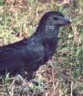 [Groove-billed Ani]