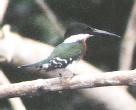 [Green Kingfisher]
