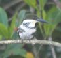 [Green Kingfisher]