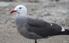 [Heerman's Gull]
