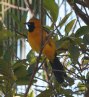 [Hooded Oriole]