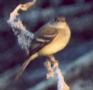[Least Flycatcher]