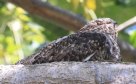 [Lesser Night Hawk]