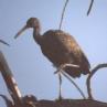 [Limpkin]
