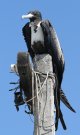 [Magnificent Frigatebird]