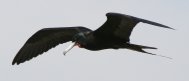 [Magnificent Frigatebird]