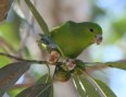 [Mexican Parrotlet]