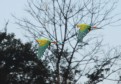 [Military Macaw]