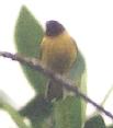 [Mangrove (Yellow) Warbler]