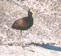 [Northern Jacana]