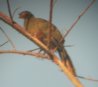 [Rufous-bellied Chachalaca]