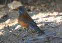 [Rufous-backed Robin]