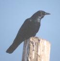[Sinaloa Crow]
