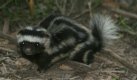 [Skunk]