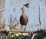 [White-faced Ibis]