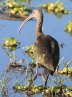 [White-faced Ibis]