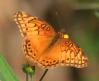 [Butterfly]