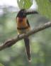 [Collared Aracari]