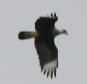 [Crested Caracara]