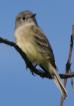 [Dusky Flycatcher]