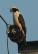 [Laughing Falcon]