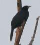 [Melodious Blackbird]