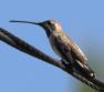 [Plain-capped Starthroat]