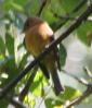 [Tufted Flycatcher]