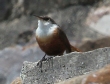 [Canyon Wren]