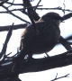 [Oaxaca Sparrow]
