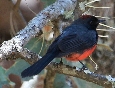 [Slate-throated Redstart]