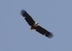 [African Fish-Eagle]