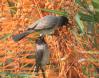 [African Red-eyed Bulbul]