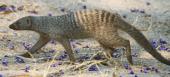 [Banded Mongoose]
